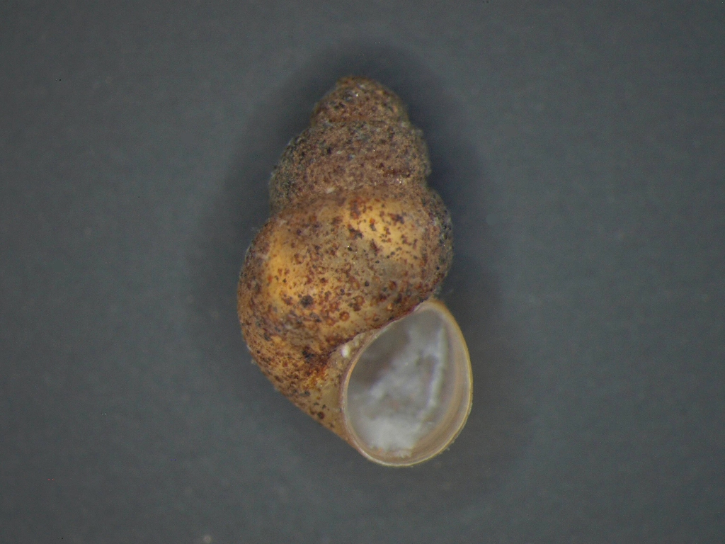 Marstoniopsis insubrica